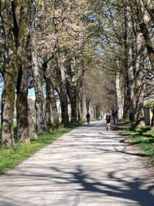 Cyclists enjoying the flat, tree-lined Hellbrunner Allee during an active Salzburg Sound of Music cycling tour in Salzburg, Austria.